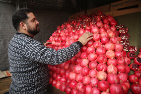 جشنواره « انار و خرمالوی » قصردشت - بوستان شهید رجایی شیراز