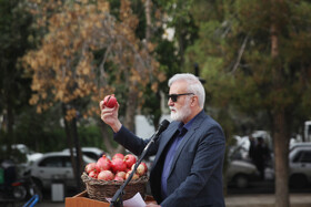 جشنواره « انار و خرمالوی » قصردشت - بوستان شهید رجایی شیراز