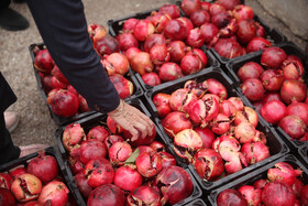 جشنواره « انار و خرمالوی » قصردشت - بوستان شهید رجایی شیراز