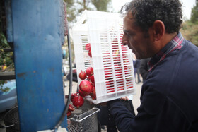 جشنواره « انار و خرمالوی » قصردشت - بوستان شهید رجایی شیراز