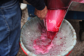 جشنواره « انار و خرمالوی » قصردشت - بوستان شهید رجایی شیراز