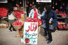جشنواره « انار و خرمالوی » قصردشت - بوستان شهید رجایی شیراز