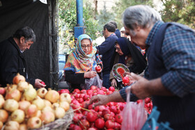 جشنواره « انار و خرمالو » قصردشت - بوستان شهید رجایی شیراز