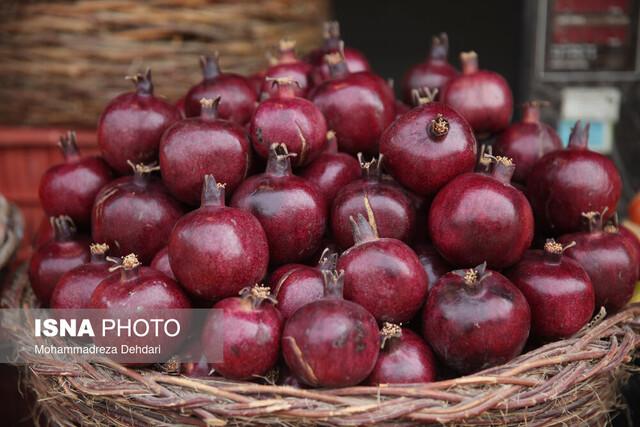 دانههای یاقوتی طارم نیازمند توجه بیشتر مسئولان