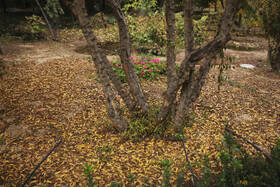 باغات منصورآباد شیراز در فصل پاییز