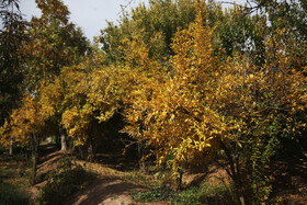باغات منصورآباد شیراز در فصل پاییز