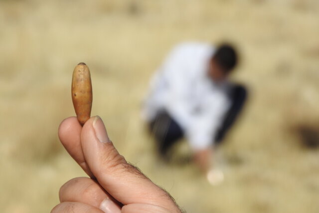 قرار نیست خودمان درخت شدن این بذرها را ببینیم