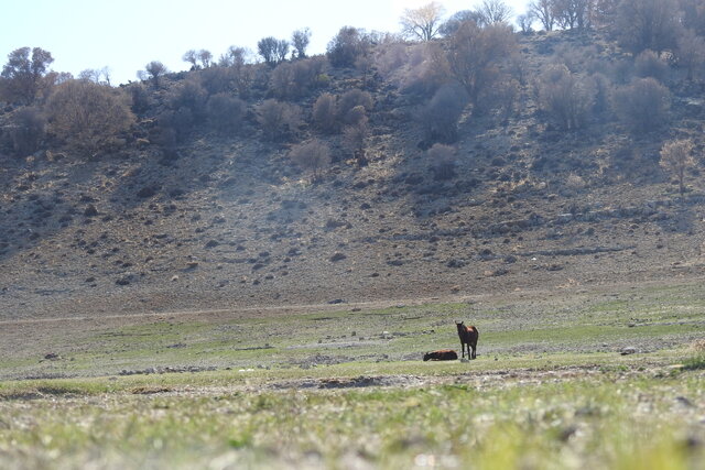 قرار نیست خودمان درخت شدن این بذرها را ببینیم