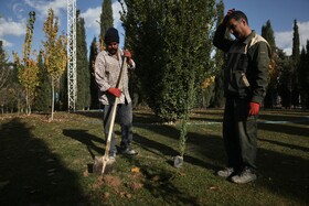 طرح مردمی کاشت یک میلیارد درخت در کشور