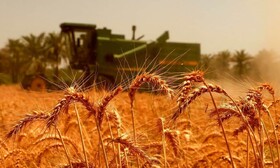 کاشت گندم در استان فارس به پایان رسید