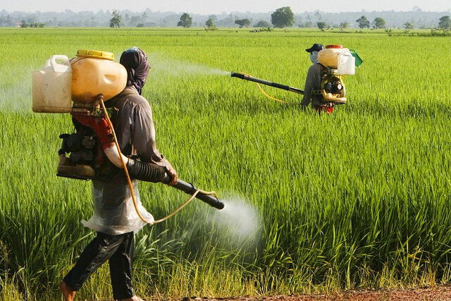 نمونهبرداری «از سطح مزارع» برای کنترل سموم انجام میشود / ممنوعیت عرضه محصولات بدون کد شناسه نمونهبرداری «از سطح مزارع» برای کنترل سموم انجام میشود / ممنوعیت عرضه محصولات بدون کد شناسه