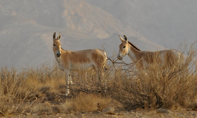 فارس بر روی ریل توسعه