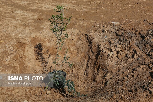 مسئولان زنجانی نهال غرس کردند مسئولان زنجانی نهال غرس کردند