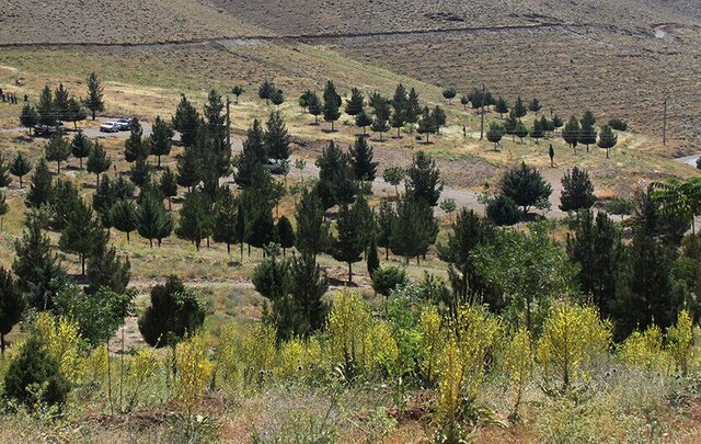 در حفاظت از منابع طبیعی کمبود نیرو داریم‌/ کاشت ۹ میلیون نهال در ۴۶ نهالستان فارس