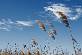 وزش باد گرم شدید در جلگه مرکزی گیلان