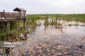 دومین کارگاه آموزشی مدیریت زیست بومی تالاب امیرکلایه برگزار شد