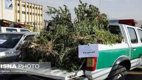 دستگیری بیش از ۱۷ هزار سوداگر مرگ در گیلان/ برخورد قاطع با کشت خشخاش
