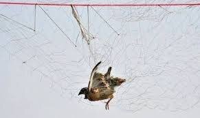 دام های هوایی پرندگان مهاجر را قتل عام می کند