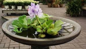 فروش گیاهان آلوده و مزاحم در بازارهای محلی گیلان
