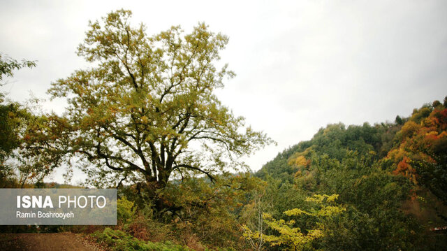 خزان حیران آستارا - ایسنا