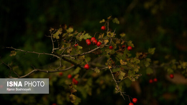 خزان حیران آستارا - ایسنا