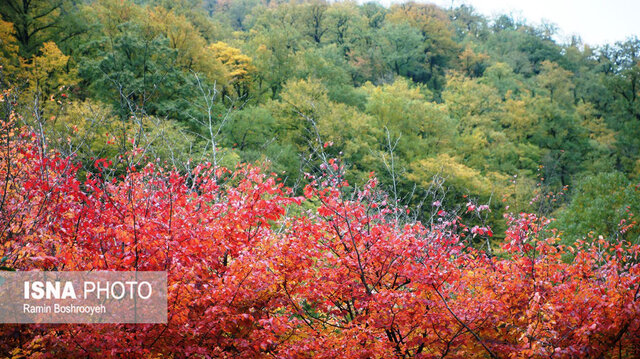 خزان حیران آستارا - ایسنا