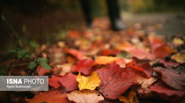 خزان حیران آستارا - ایسنا