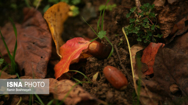 خزان حیران آستارا - ایسنا