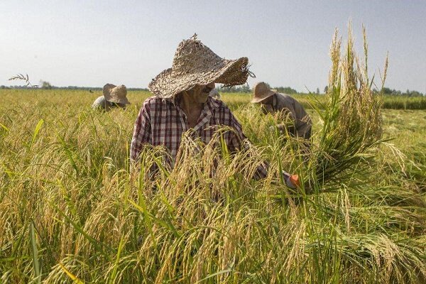 برندسازی برنج گیلان نقش مهمی در اقتصاد دارد