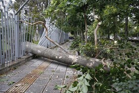 خسارت ۳۶ میلیارد تومانی باد گرم به رودسر