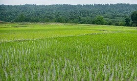 کشت ارقام پرمحصول در ۱۸ هزار هکتار شالیزار گیلان
