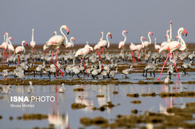 حضور چشمگیر فلامینگو در پناهگاه حیات وحش سرخانکل گیلان