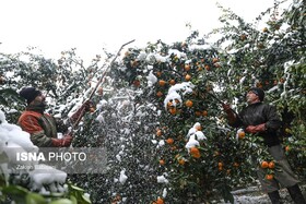 خسارت ۶۰ درصدی برف به باغات مرکبات رودسر

