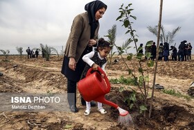 توزیع ۳۰۰ هزار اصله نهال رایگان در هفته درختکاری