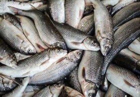 ماهی سفید و کفال بیشترین نوع ماهیان صید شده از خزر