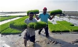 پیش‌بینی شتاب در خزانه گیری برنج گیلان در آینده نزدیک