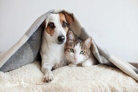 حیوانات خانگی قرنطینه شوند/ سگ و گربه؛ ناقل مکانیکی کرونا