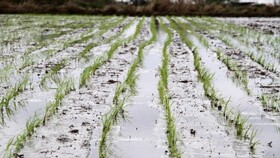 نیمی از شالیزارهای بزرگترین شهرستان برنج خیز کشور آماده کشت برنج است 
