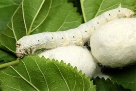  گرایش کشاورزان به نوغانداری رو به افزایش است