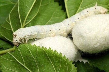  گرایش کشاورزان به نوغانداری رو به افزایش است
