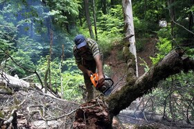 کرونا طمع قاچاقچیان چوب را برانگیخت/ کاهش ۲۰۰ درصدی قطع درخت