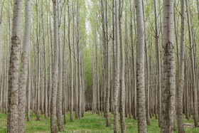 واگذاری ۴۰۰۰هکتار از اراضی ملی گیلان برای زراعت چوب