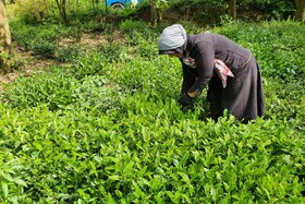 افزایش ۱۰ درصدی تولید چای در گیلان در سال 99