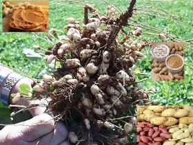 آغاز کشت بادام زمینی در آستانه اشرفیه
