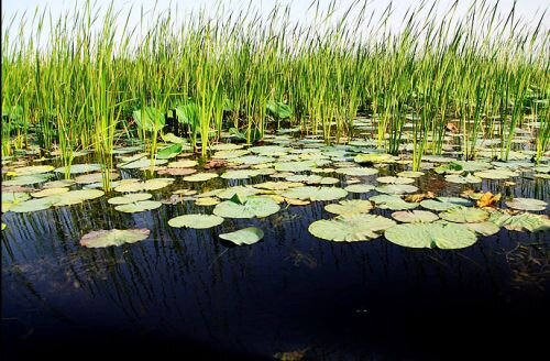 دستگاه‌های لانسر در کمین ماهیان تالاب امیرکلایه