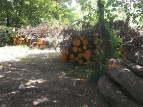 کشف ۴۰ تن چوب جنگلی قاچاق در رودسر