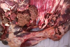 کشف بیش از یک تن گوشت فاقد مجوز در رودسر