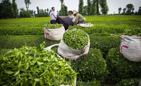 ۶۰ درصد برگ سبز چای گیلان درجه یک است