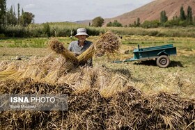 پیش بینی برداشت مکانیزه برنج در ۱۸۰ هزار هکتار از شالیزارهای گیلان