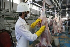کشتار سنتی دام خط قرمز دامپزشکی گیلان